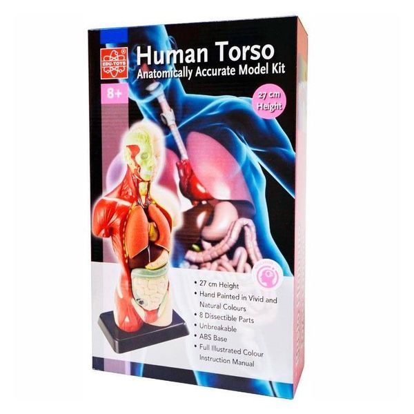 Model anatomic uman Edu-Toys prefabricat 27 cm (MK027) MK027 fotografie