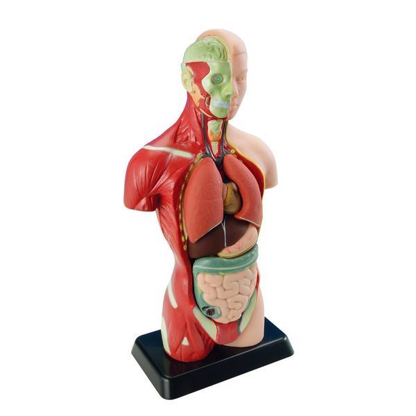 Model anatomic uman Edu-Toys prefabricat 27 cm (MK027) MK027 fotografie