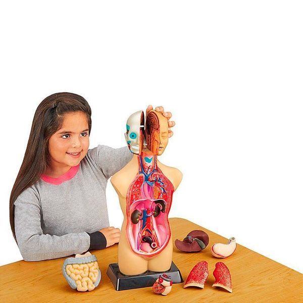 Model anatomic uman Edu-Toys prefabricat 27 cm (MK027) MK027 fotografie