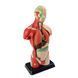 Model anatomic uman Edu-Toys prefabricat 27 cm (MK027) MK027 fotografie 3