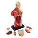 Model anatomic uman Edu-Toys prefabricat 27 cm (MK027) MK027 fotografie 1