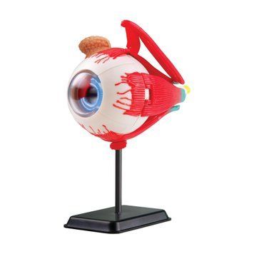 Eyeball model Edu-Toys pre-asamblat 14 cm (SK007) SK007 fotografie