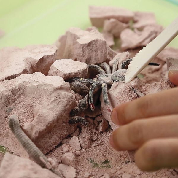 Set de săpături cu insecte 4M &ndash; descoperă lumea entomologiei! 00-03397 fotografie