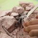 Set de săpături cu insecte 4M &ndash; descoperă lumea entomologiei! 00-03397 fotografie 5